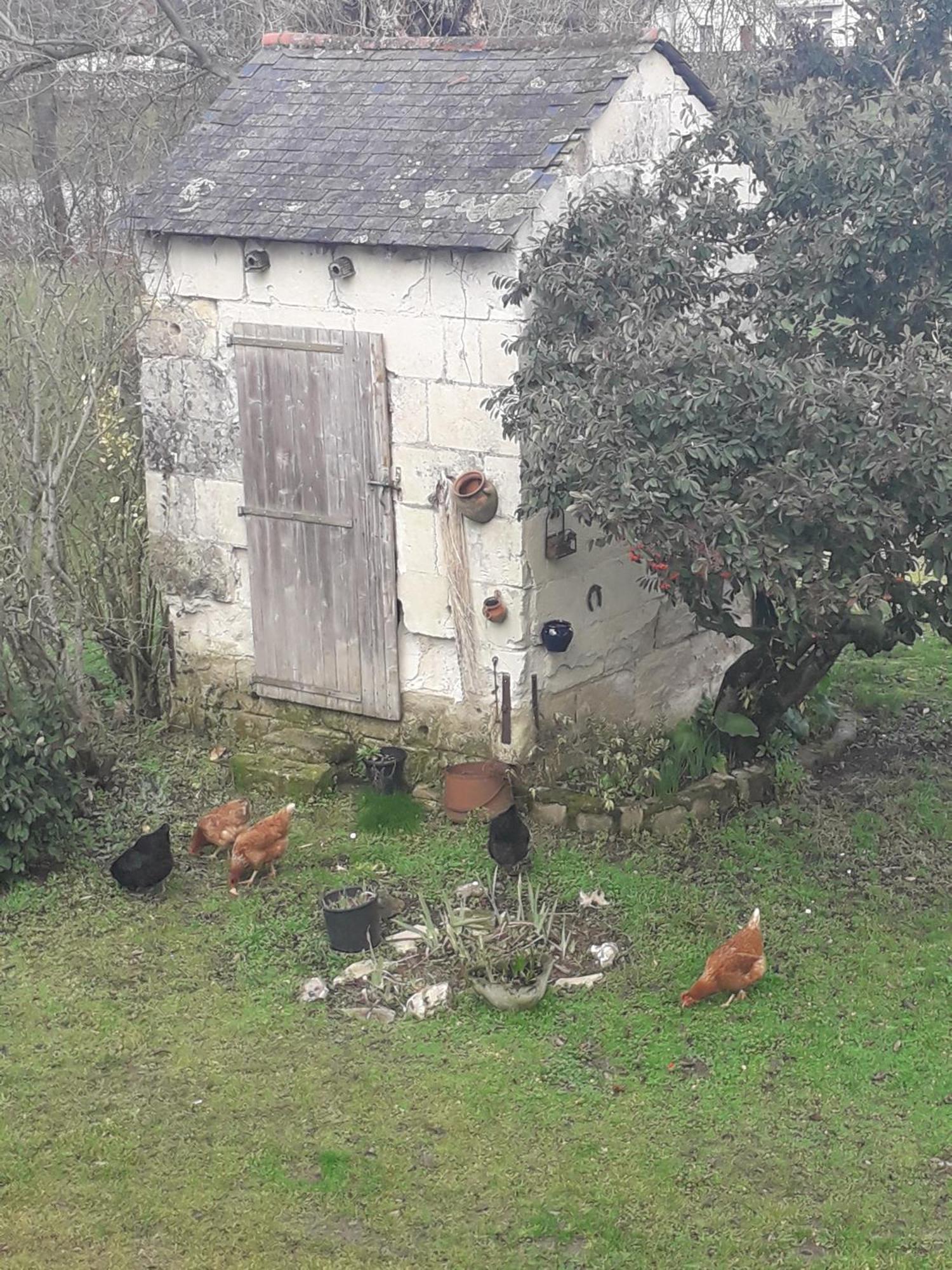 Chambres D'Hotes De L'Ile Du Saule Saumur Kültér fotó