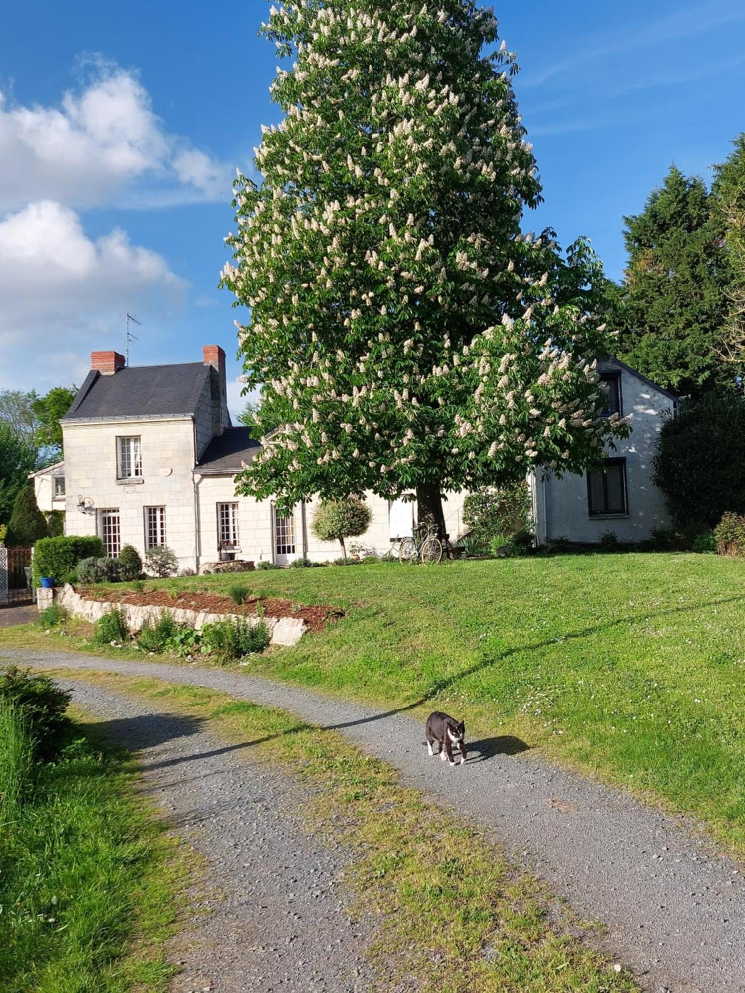 Chambres D'Hotes De L'Ile Du Saule Saumur Kültér fotó